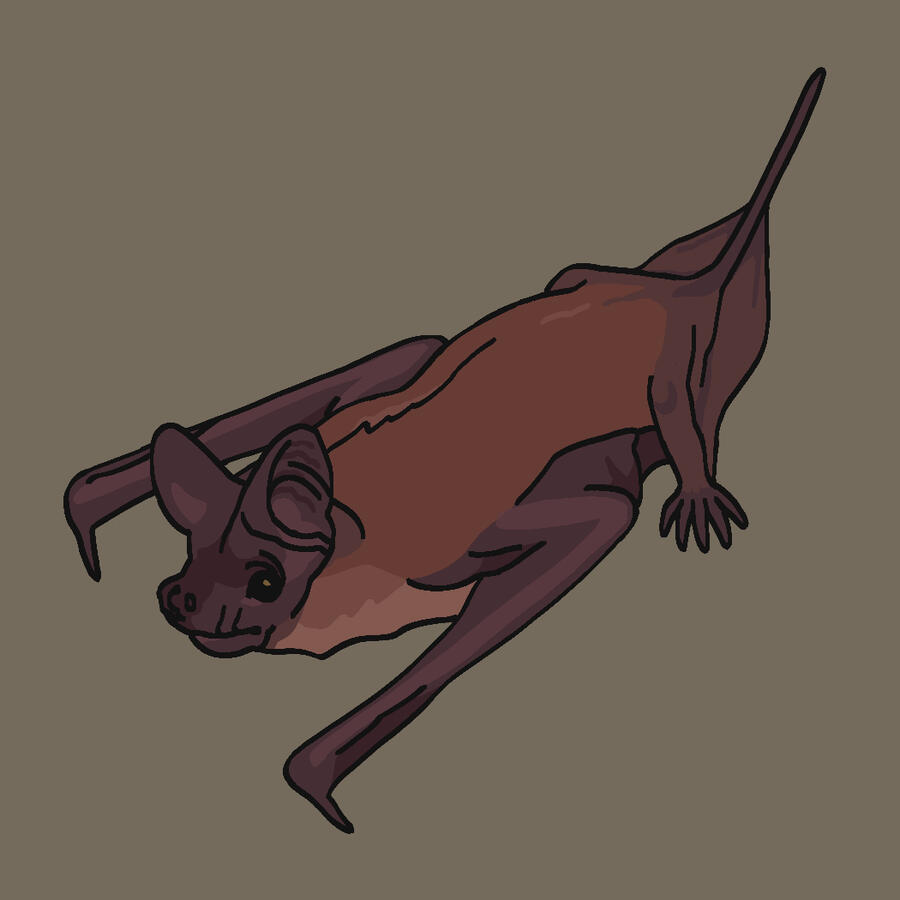 Mexican Free-Tailed Bat Mexican Free-Tailed Bat