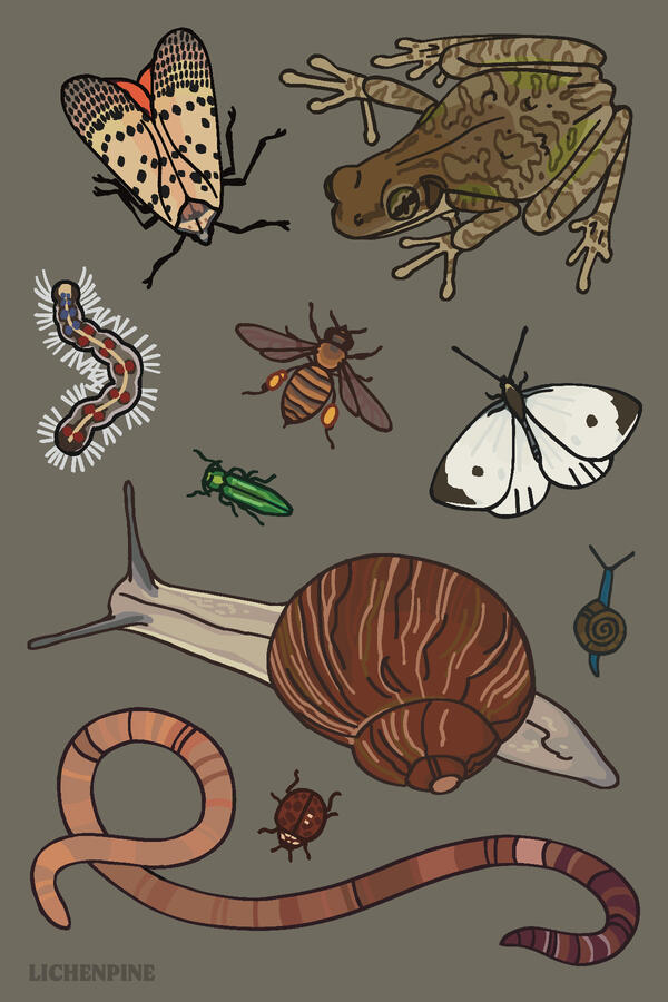 Invasive Garden Critters Invasive Garden Critters