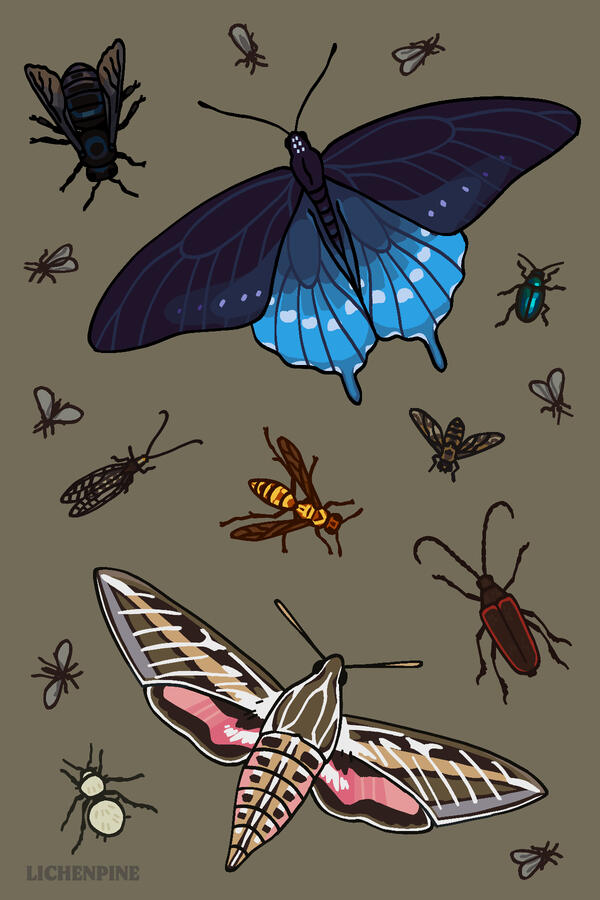 California Pollinators