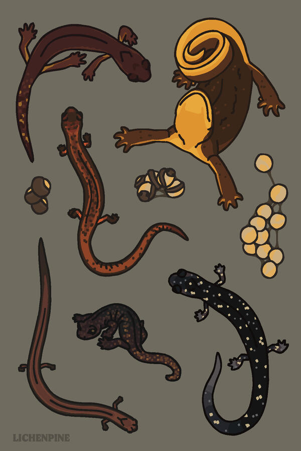 Western Salamanders Western Salamanders