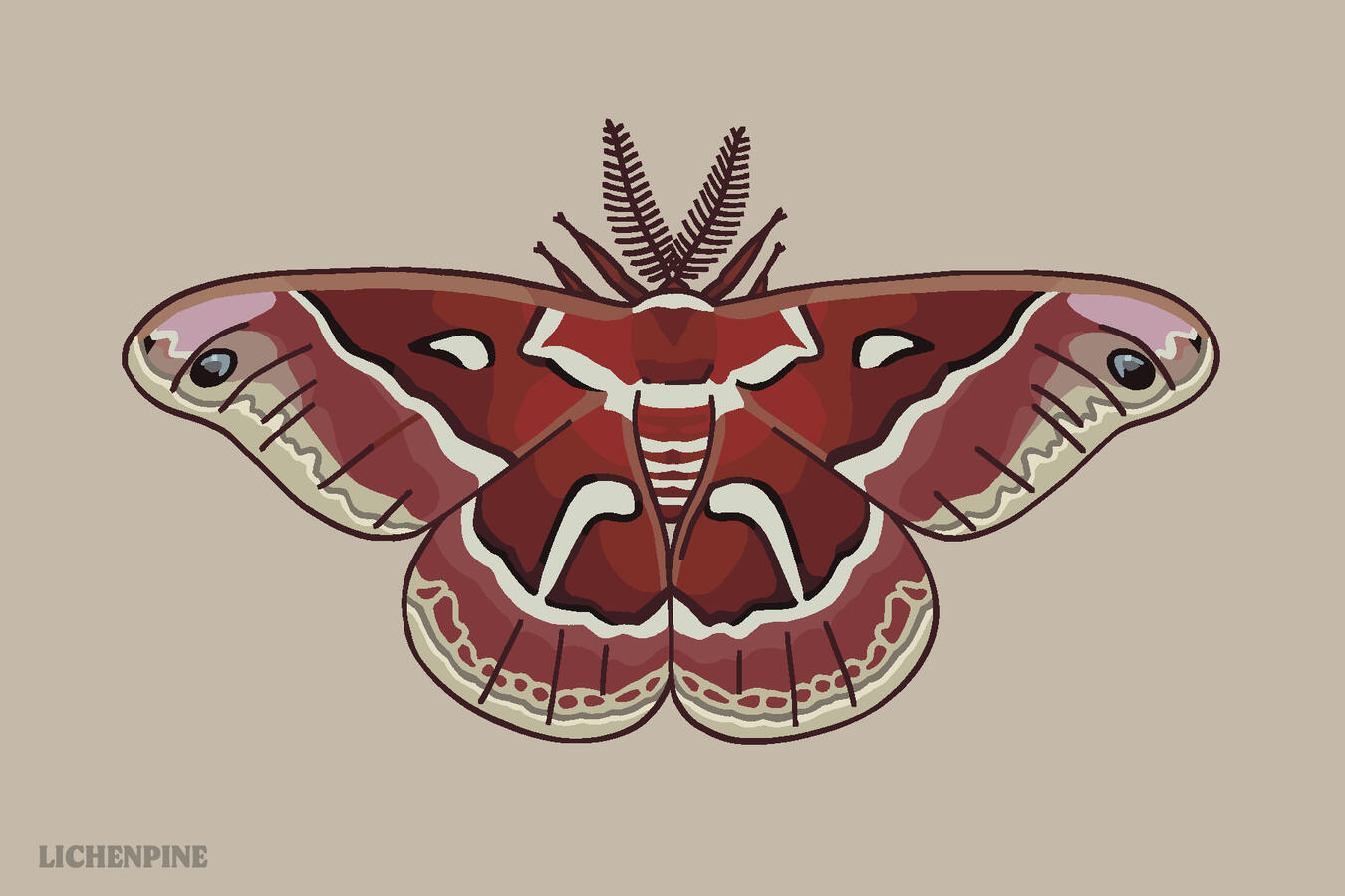 Ceanothus Moth Ceanothus Moth