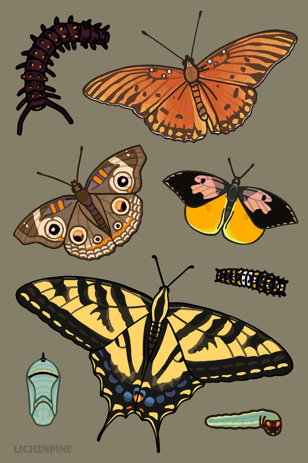 California Butterflies California Butterflies