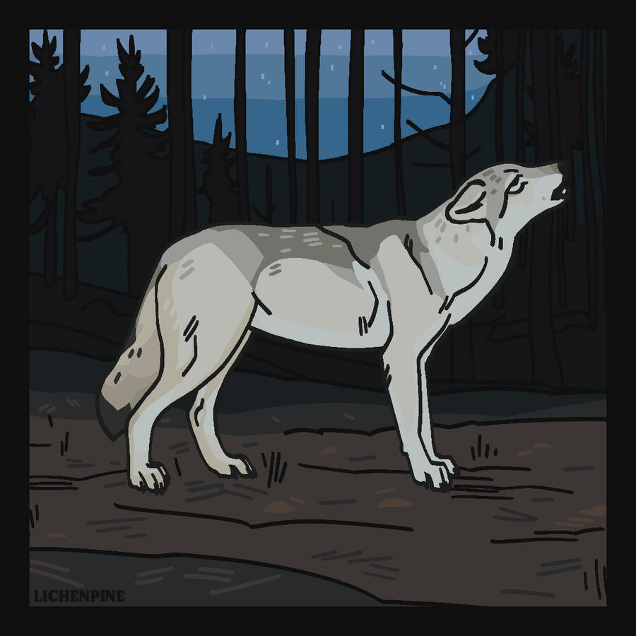 Lassen Wolf Lassen Wolf